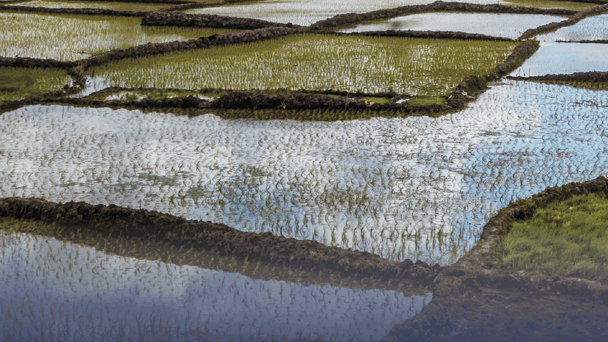 NTU International A/S has been awarded the Technical Assistance for the Aspire Agricultural Services for Resilience (ASPIRE-AT) Programme